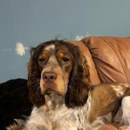English Springer Spaniel All Grown Up from Eagle Trail Kennels