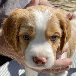 Brittany Puppies from Hellfinger Bird Dogs