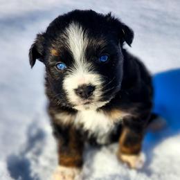 Hans - Black tri male Miniature Australian Shepherd puppy in Mc Alester, Oklahoma from Angel's Aussies