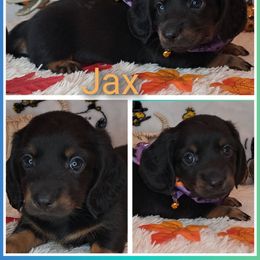 2,000...Jax - Black and tan male Dachshund puppy in Winter Haven, Florida from Gateway 2 Little Paws