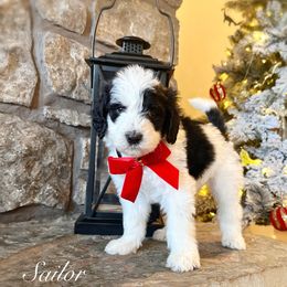 Sailor - Black and white female Bernedoodle puppy in Salina, Oklahoma from Hudson Shore Bernedoodles