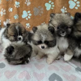 Pomeranian Puppies from Prancing Poms