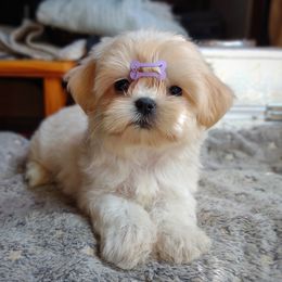 Companion Cross, Havanese, Mal-Shi, Maltese, Maltipoo, Morkie, and Shih Tzu Puppies from Seeking Shalom Acres Maltese, Maltipoos & Havamalts