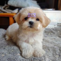 Companion Cross, Havanese, Mal-Shi, Maltese, Maltipoo, Morkie, and Shih Tzu Puppies from Seeking Shalom Acres Maltese, Maltipoos & Havamalts