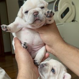 French Bulldog Puppies from The Midwest Frenchies