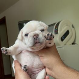 French Bulldog Puppies from The Midwest Frenchies