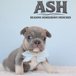 Ash--HOLD - Tricolors male French Bulldog puppy in Blue Ridge, Texas from Beason’s HomeGrown Frenchies