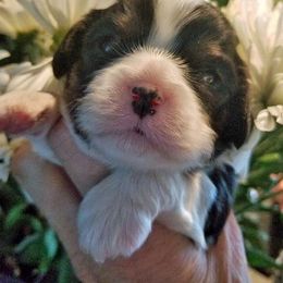 Cavalier King Charles Spaniel Puppies from Glenwood Cavaliers