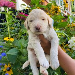 Archie- dark blue - Apricot male Goldendoodle puppy in Carlton, Minnesota from Lakeside Doodles MN