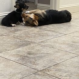 Pembroke Welsh Corgi Puppies from Serenity Ann Pups