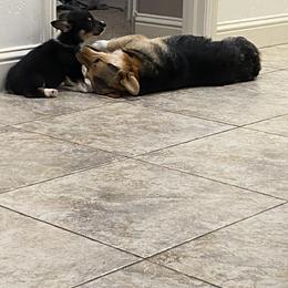 Pembroke Welsh Corgi Puppies from Serenity Ann Pups