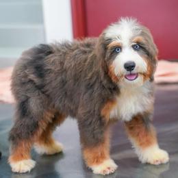 Sienna (blue-eyed socialization program grad) - Blue merle female Bernedoodle puppy in Dundee, Ohio from Down Home Doodle