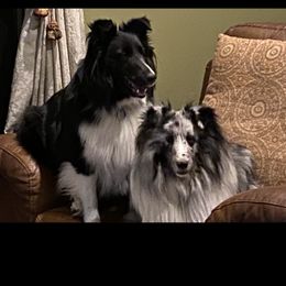Shasta - Shetland Sheepdog