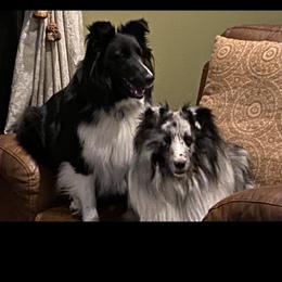Shasta - Shetland Sheepdog
