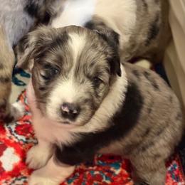 Arnie - Blue merle male Toy Australian Shepherd puppy in Nemo, Texas from Fairway Furries