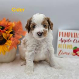 Cider - Parti male Goldendoodle puppy in Summerville, South Carolina from Channys Doodles