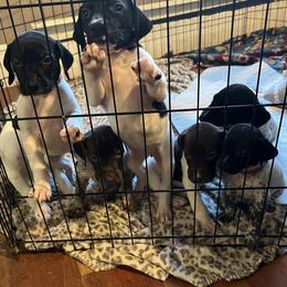 German Shorthaired Pointers from River Road Kennels