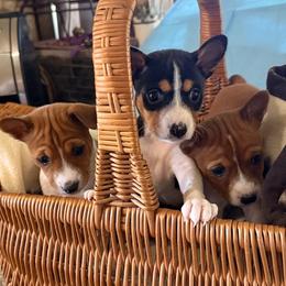 Basenji puppies from Wild West Basenjis
