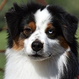 Australian Shepherds and Miniature American Shepherds from Wyndstar Australian Shepherds