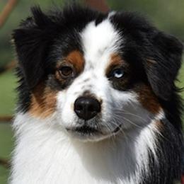 Australian Shepherds and Miniature American Shepherds from Wyndstar Australian Shepherds