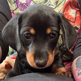 Bud - Black and tan male Dachshund puppy in Shawnee, Oklahoma from Magic Eagle Miniature Dachshunds