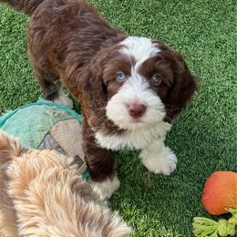 Bettie - Chocolate female Australian Labradoodle puppy in Anderson, California from Shaggy Doodles