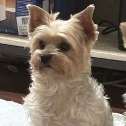 Dachshunds and Yorkshire Terriers from Devoted Doxies, Lorraine’s Yorkies