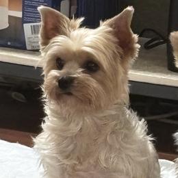 Dachshunds and Yorkshire Terriers from Devoted Doxies, Lorraine’s Yorkies