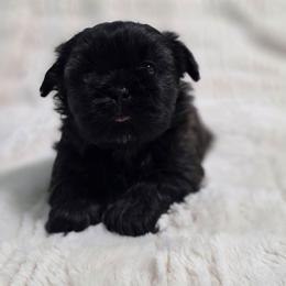 Adrian - Chocolate and tan female Shih Tzu puppy in Ronda, North Carolina from Willow River