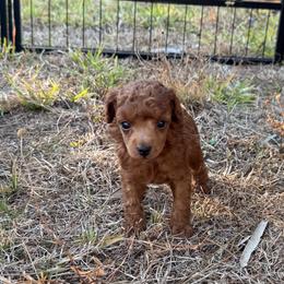 Willy - Red  male Poodle puppy in Labelle, Florida from RomLein Poodle