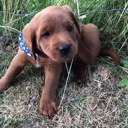 Labradoodle and Labrador Retriever Puppies from Ruby Red Labs and Doodles