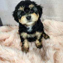 Cavapoo Puppies from Sharices Cavapoos