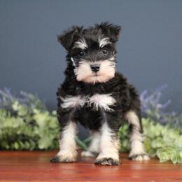 Miniature Schnauzer Puppies from Clay Hill Kennels