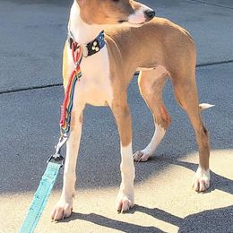 Summer - White and red female Italian Greyhound puppy in Lancaster, Texas from Lopez G Kennel