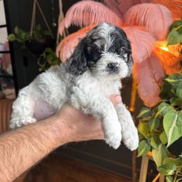 Frankie - Merle male Cockapoo puppy in Floyds Knobs, Indiana from Sweet Tails