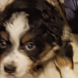 Orange - Black tri male Miniature Australian Shepherd puppy in Middleburg, Florida from Dog Father Kennels