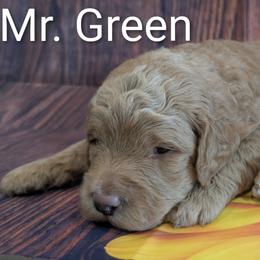 Mr Green - Apricot male Goldendoodle puppy in Lebanon, Pennsylvania from Robertson's Retrievers and Doodles