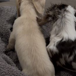 Cavapoos, Cockapoos, and Dachshunds from Little Valley Puppies