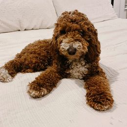 Reese - Goldendoodle
