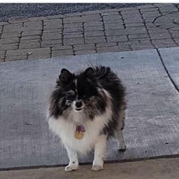 Sasha - Pomeranian