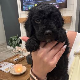 Diesel - Black male Goldendoodle puppy in St. Louis, Illinois from Ashly Miller