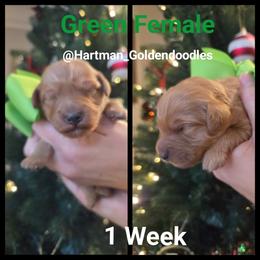 Green - Red  female Goldendoodle puppy in Upland, California from Hartman Goldendoodles