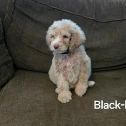 Beau - Brown and white male Bernedoodle puppy in Columbia, Illinois from Hillcastle Breeders