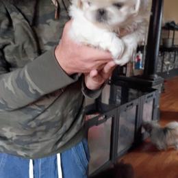 Sneakers - White male Pekingese puppy in Burns, Kansas from Pekingese Dynasty
