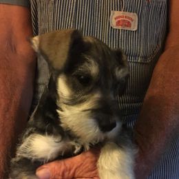Miniature Schnauzer Puppies from Circle R Ranch