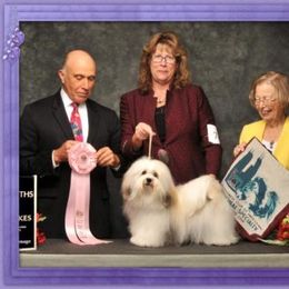 Havanese All Grown Up from Grandview Havanese