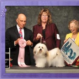 Havanese All Grown Up from Grandview Havanese