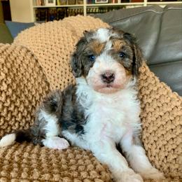 Simea - Tri-color female Bernedoodle puppy in Yuba City, California from Ranch House Doodles
