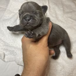 Theodore - Blue French Bulldog puppy in Houston, Texas from Blasé French Bulldogs