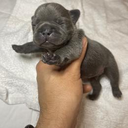 Theodore - Blue French Bulldog puppy in Houston, Texas from Blasé French Bulldogs